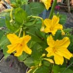 A photograph of yellow 4 O'clock flowers