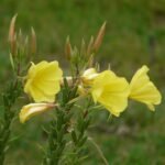 common evening primrose, blossom, bloom, yellow, oenothera biennis, ordinary evening primrose, evening primrose plant, onagraceae, neophyte, ornamental plant, lemon yellow, bud, evening primrose, oenothera biennis, oenothera biennis, oenothera biennis, oenothera biennis, oenothera biennis, evening primrose, evening primrose, evening primrose, evening primrose, evening primrose