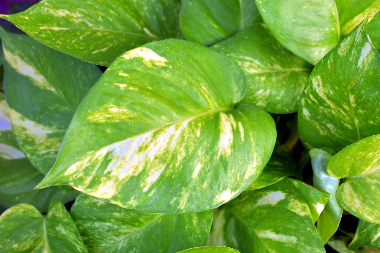 money plant, golden pothos, variegated leaves, ivy arum, devil's vine, epipremnum aureum, green money, green devil, money plant, money plant, money plant, money plant, money plant, golden pothos, golden pothos, golden pothos, golden pothos, epipremnum aureum
