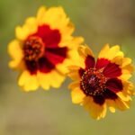 garden tickseed, golden tickseed, calliopsis, flower background, flower wallpaper, flowers, beautiful flowers, wildflowers, republic of korea, plant, close up, nature, garden