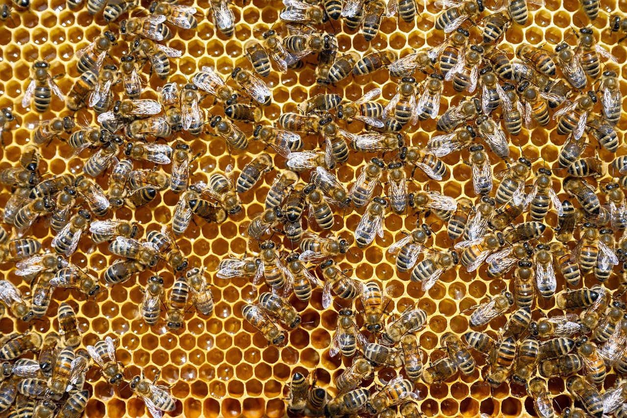 carnolian honey bees, bees, insects, beehive, honeycomb, apiary, beekeeping, nature, closeup, honey comb, carnolian honey bees, bees, bees, beehive, honeycomb, apiary, honey comb, honey comb, honey comb, honey comb, honey comb
