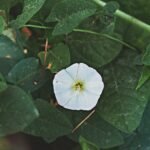 A delicate white morning glory flower blooms surrounded by lush green leaves. Nature at its finest.