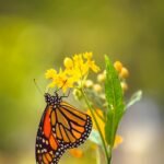 Monarch Butterfly