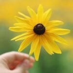 Vibrant close-up shot of a Black-Eyed Susan flower held outdoors, highlighting its beautiful yellow petals.