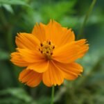 Beautiful orange cosmos flower in full bloom, showcasing vibrant colors and intricate petals.
