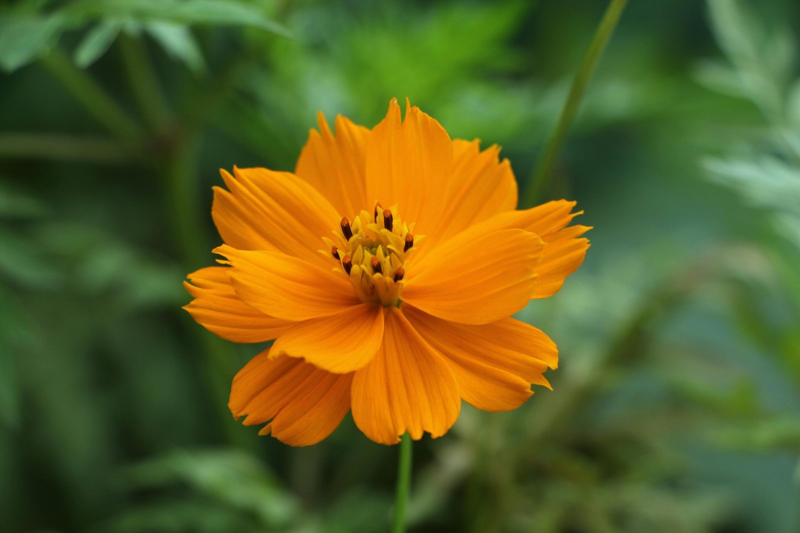Beautiful orange cosmos flower in full bloom, showcasing vibrant colors and intricate petals.