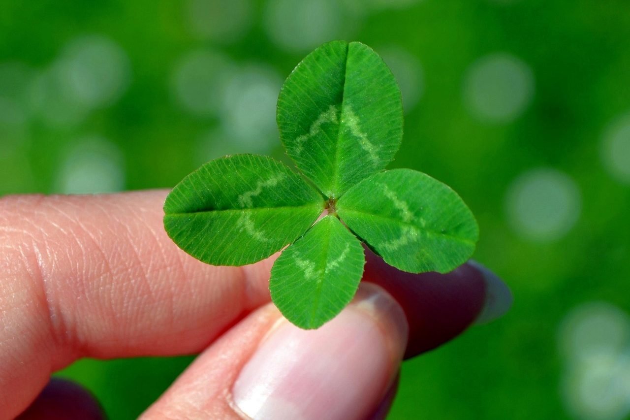clover, four leaf clover, green, lucky clover, lucky charm, clover, clover, clover, clover, clover